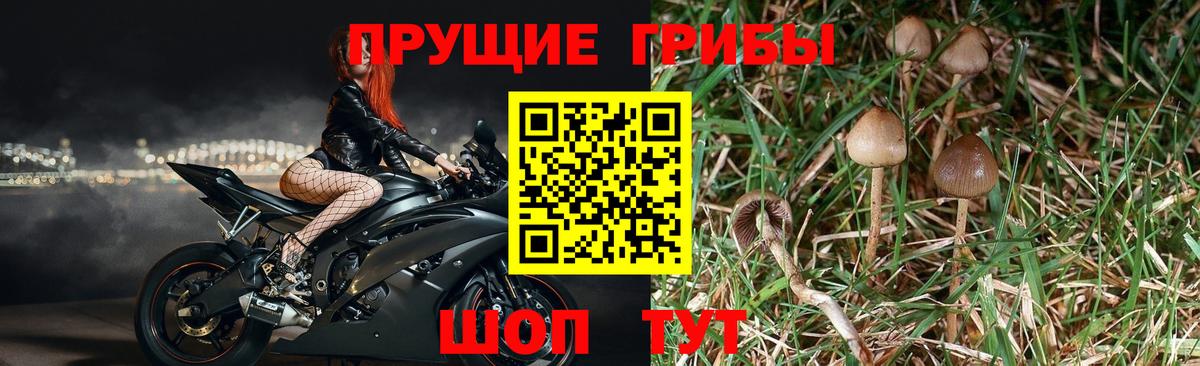 где можно купить   Псилоцибиновые грибы Magic Shrooms  Вход с VPN  Междуреченск 
